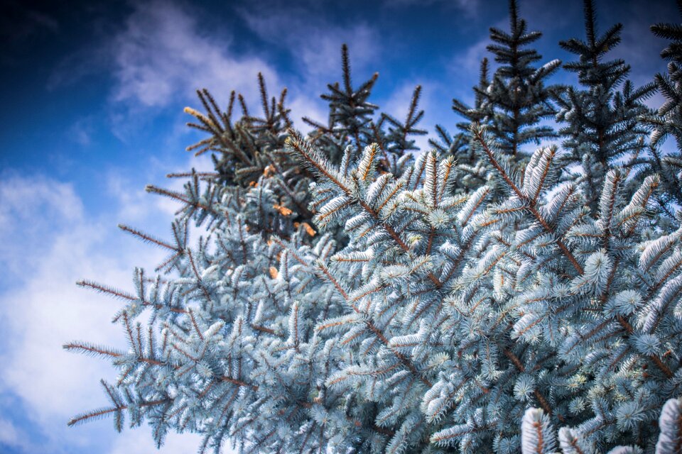 Christmas coldly snow