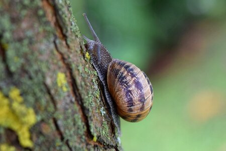 Nature macro mollusk