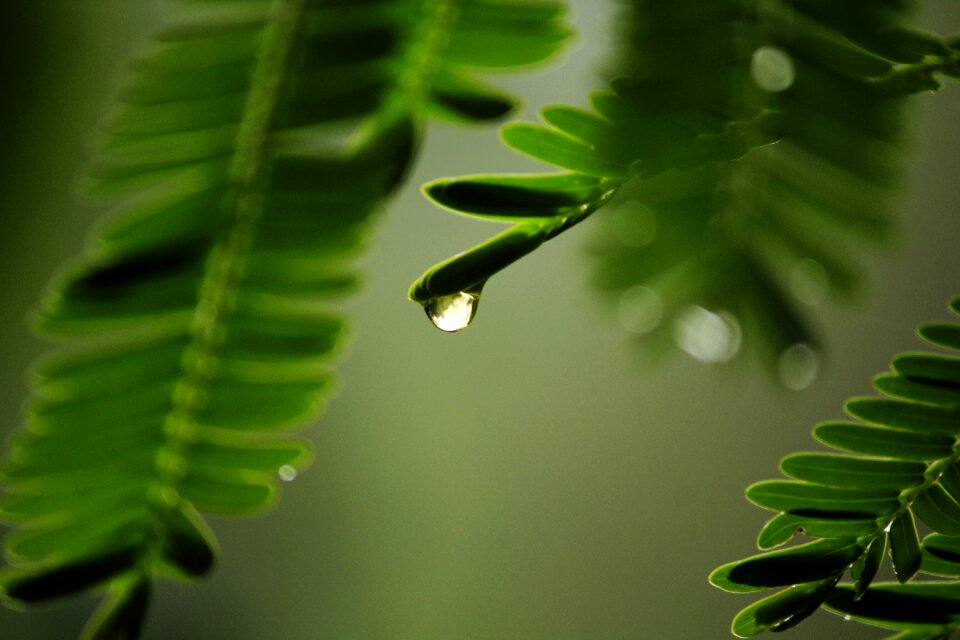 Droplet beautiful garden