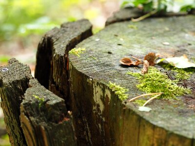 Structure old tree stump