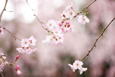 Blossoms tree outdoor photo