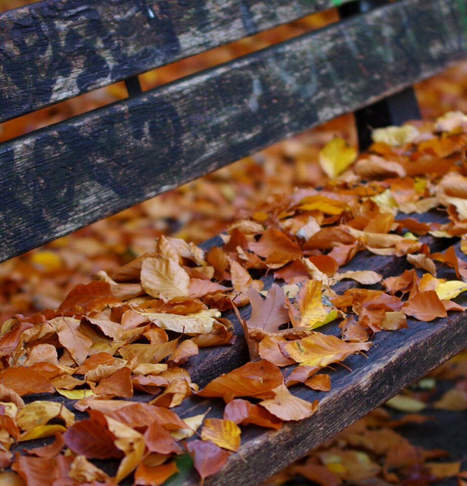 Park bench nature close up