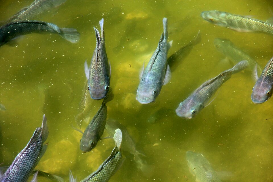 Water outdoors live fish