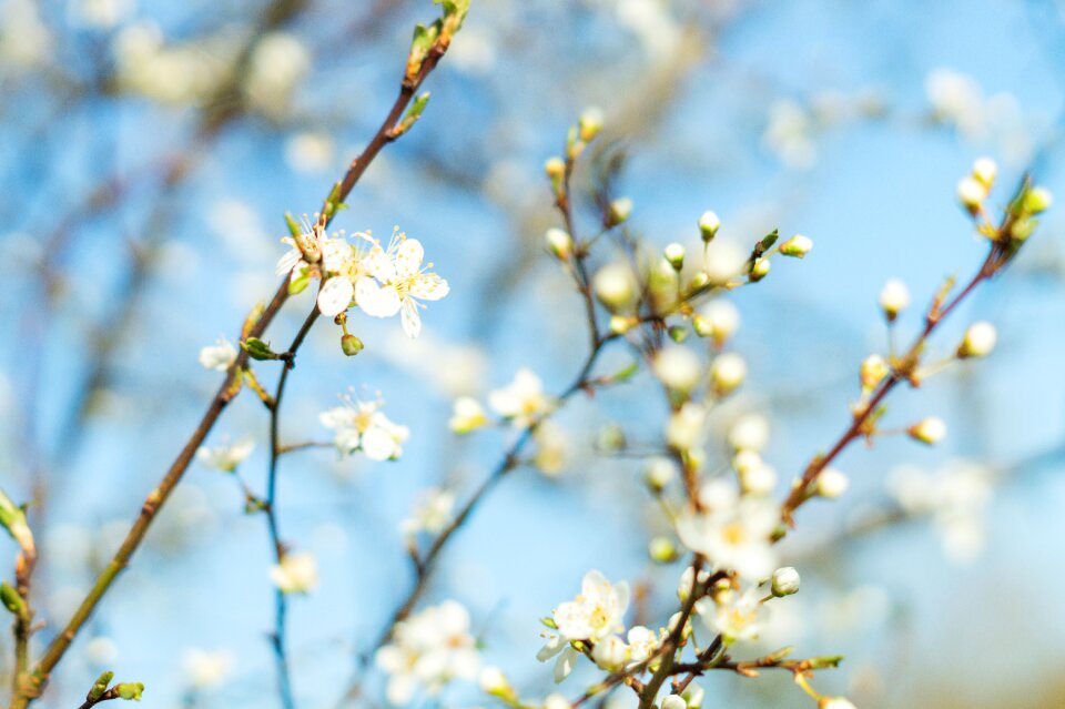 Bloom blooming blossom