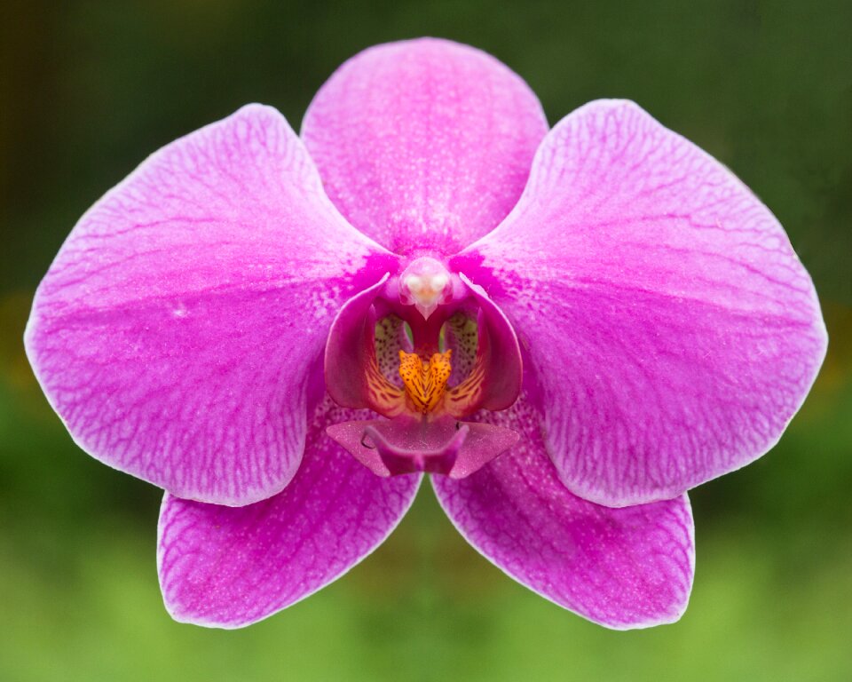 Nature petal pink nature