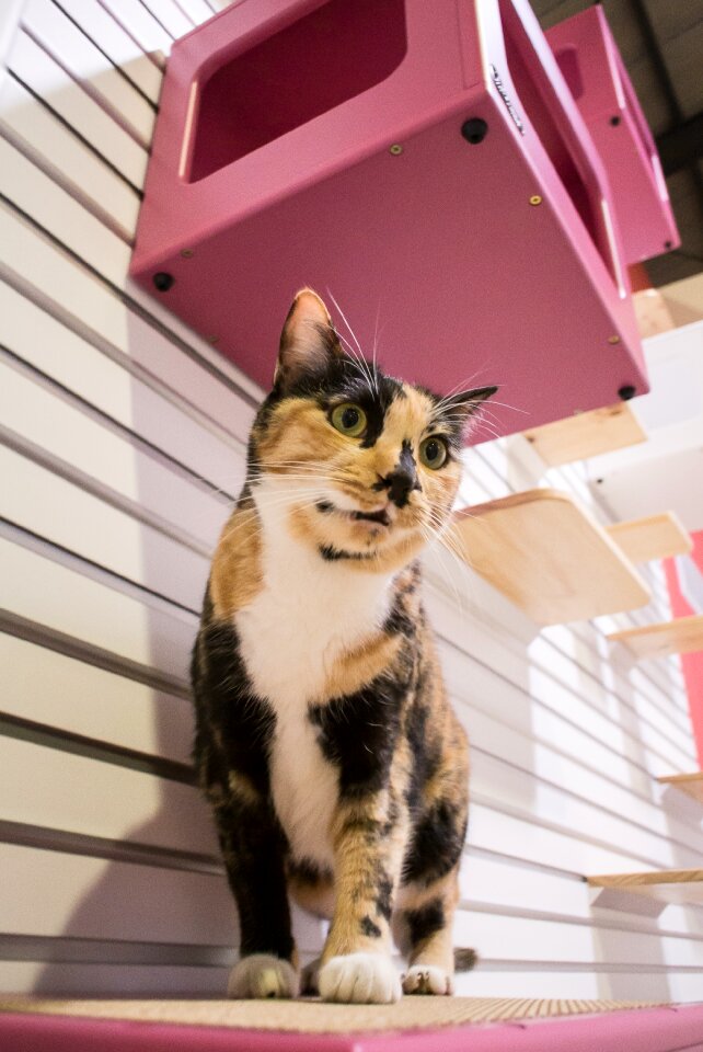 Cat cat room kitty