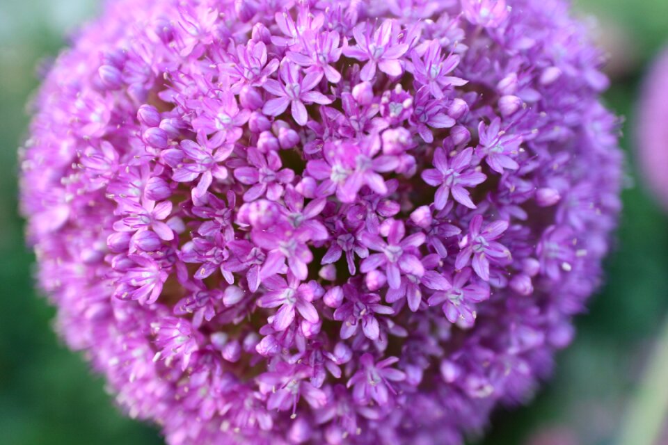 Purple spinnin flower photo