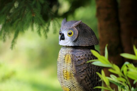Owl bird art