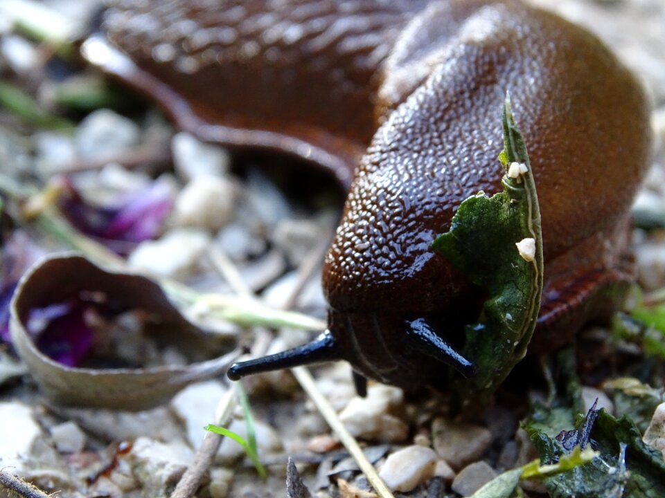 Snail mollusk reptile
