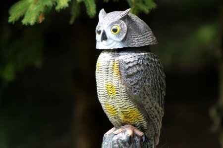 Animal owl artwork
