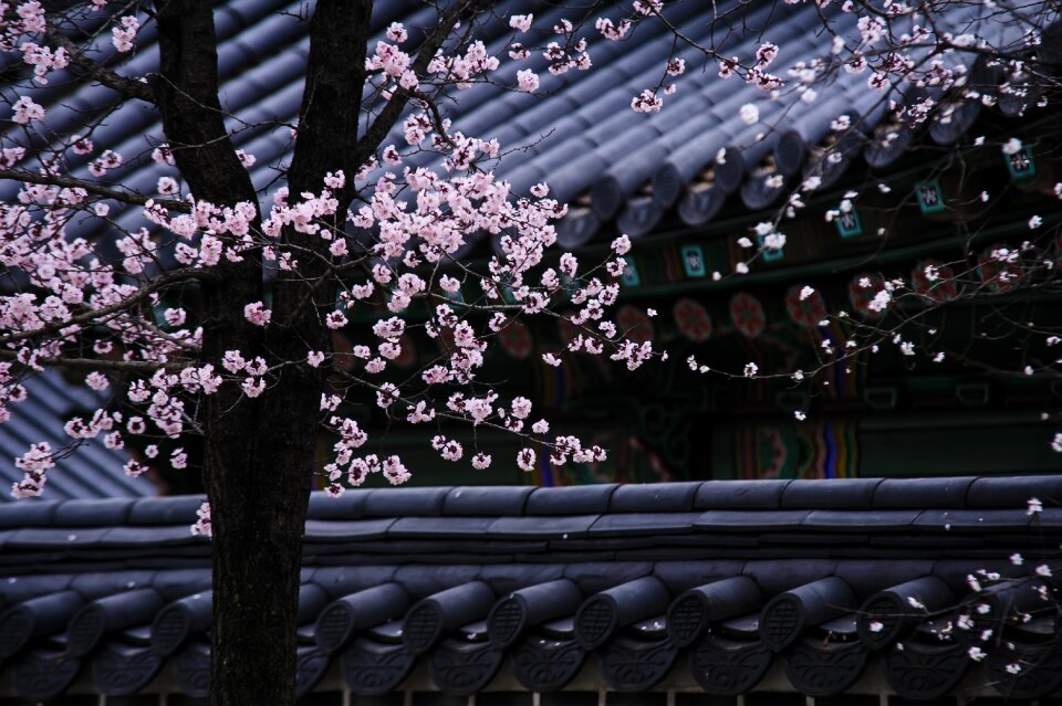 Roofs blossom pink