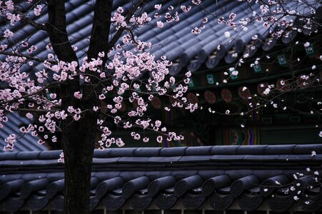Roofs blossom pink