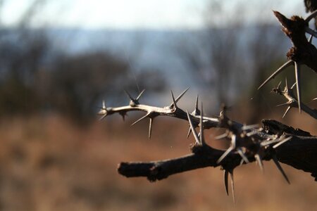 Sharp branch brown photo