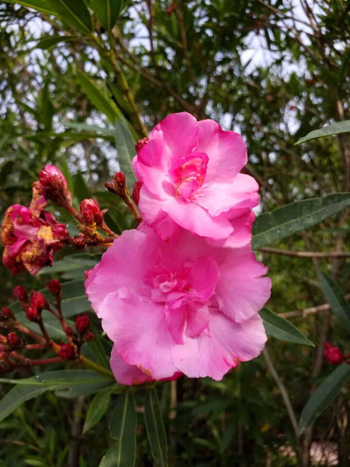 Flower flowers plant photo