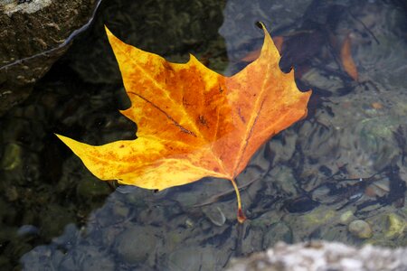 Wet water yellow