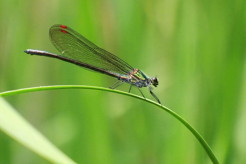 Dragonfly the color dragonfly japan 川蜻蛉