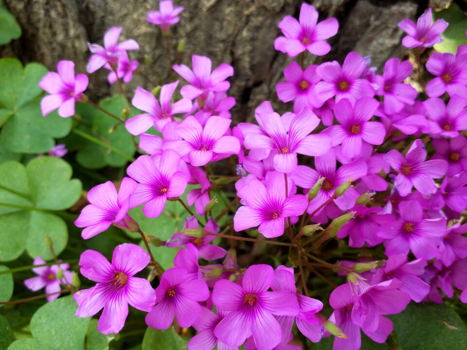 Flower flowers spring