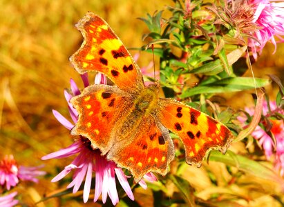 Butterfly day insect animals
