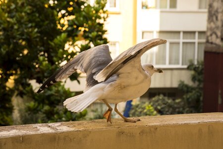 Nature bird wild
