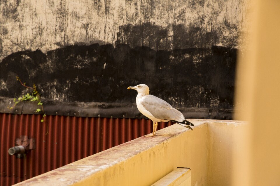 Nature bird wild