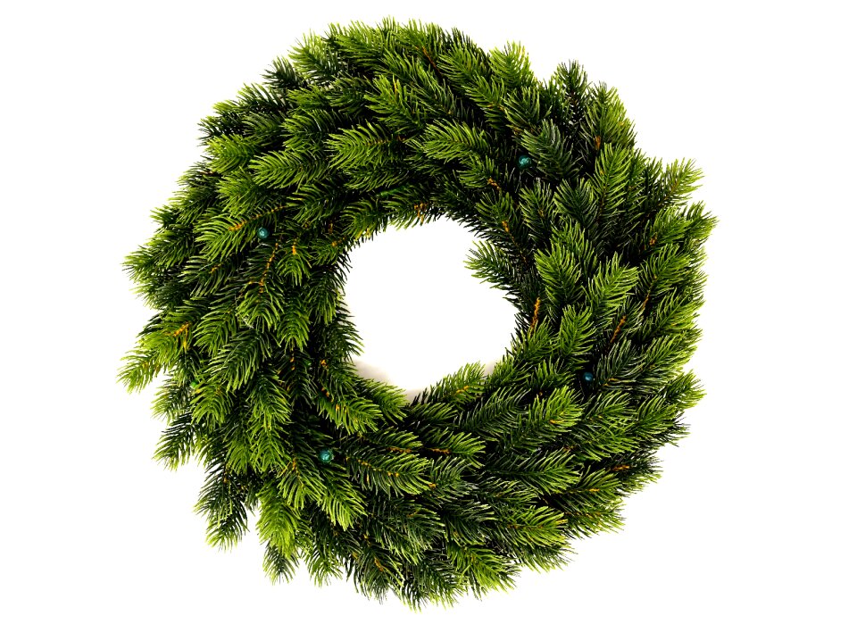 Green evergreen pine needles photo