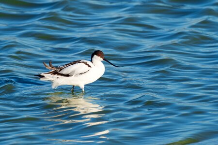 Bird avian waterbird