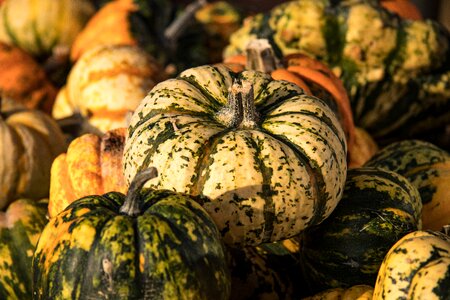 Vegetables farmer's market gourd