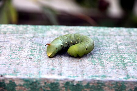Larva living nature nature