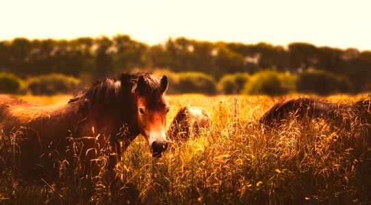 Field meadow pastoral photo