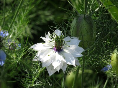 Virgin green farbenpracht
