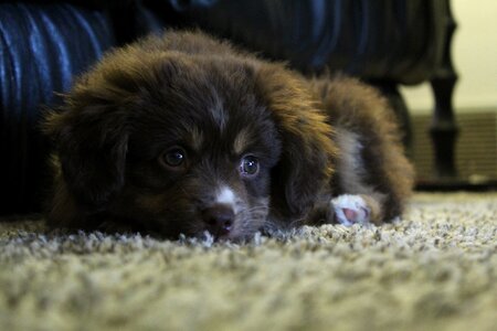 Mammal canine eyes photo