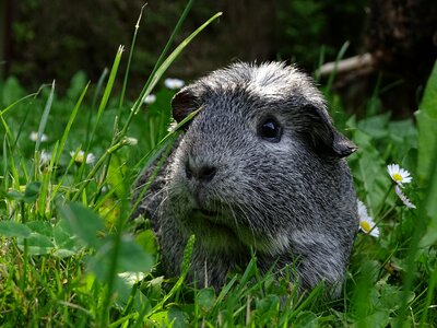 Cute agouti rodent