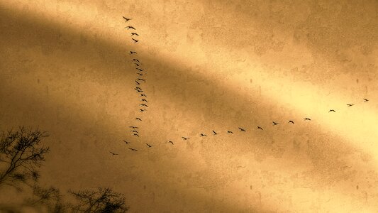 Animals flying wing
