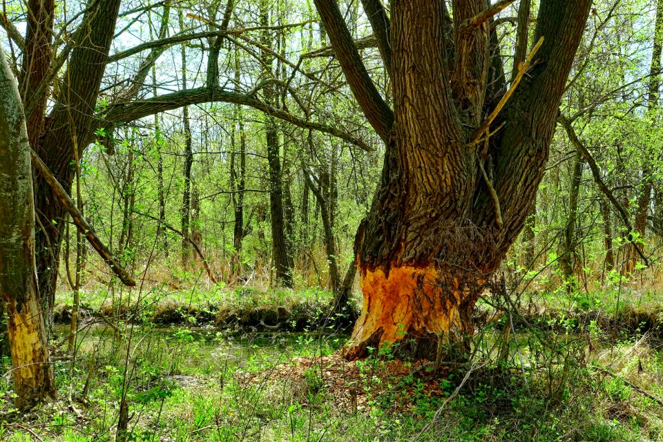 Beaver eating beaver tree beaver damage