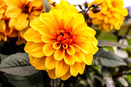 Plant yellow blossom