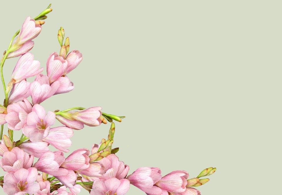 Pink flower decoration