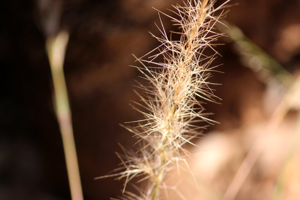Grass closeup growth