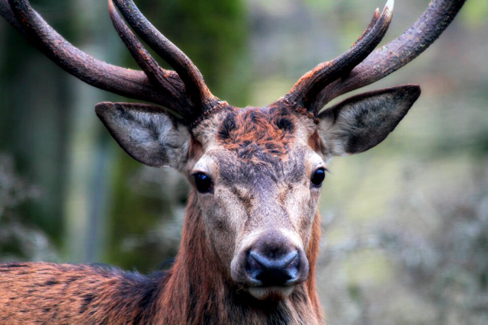 Nature animal red deer