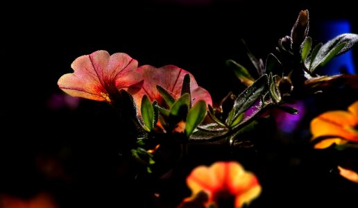 Brightly colored nature garden