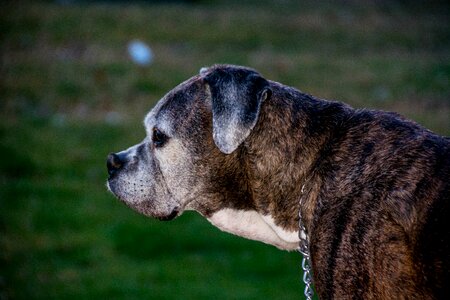 Canine cute pet
