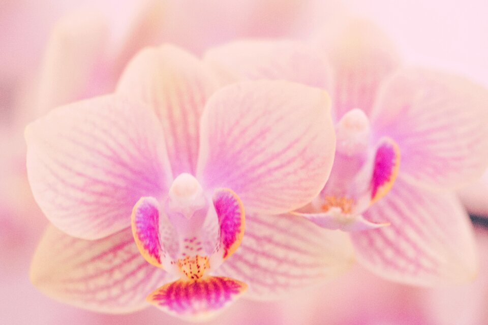Plant nature bloom