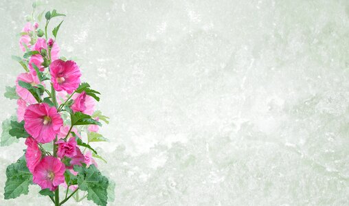 Flower hollyhock decoration