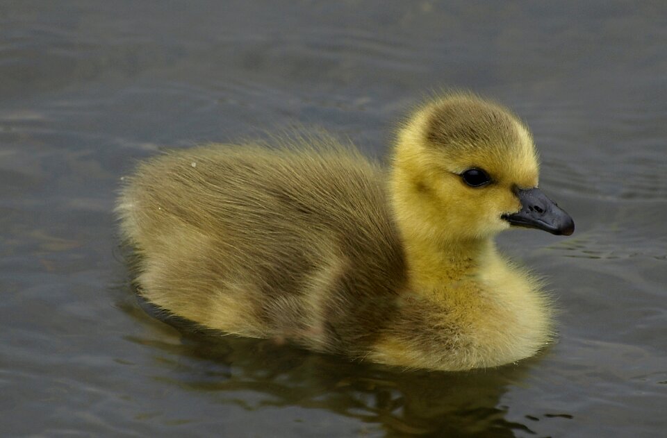 Ornithology water duck