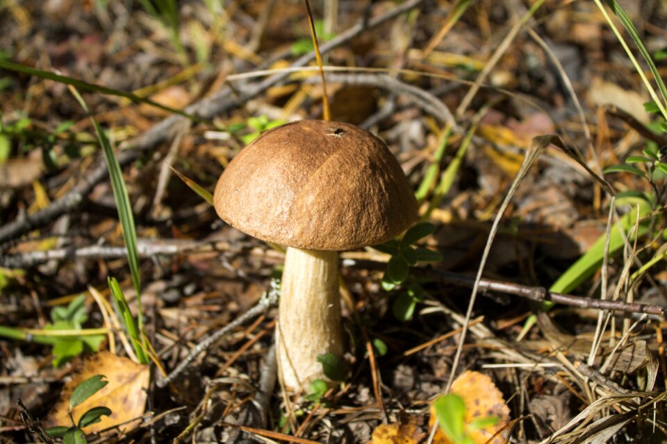 Mushroom nature Free photos