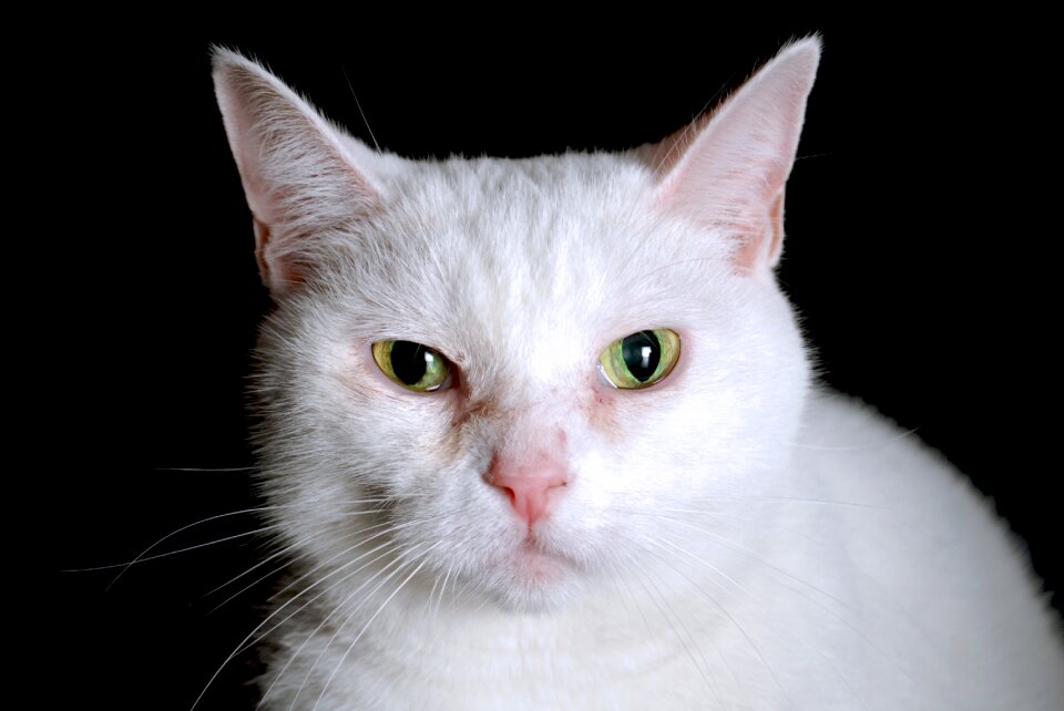 Cute domestic white