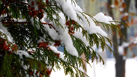 Branch winter conifer photo