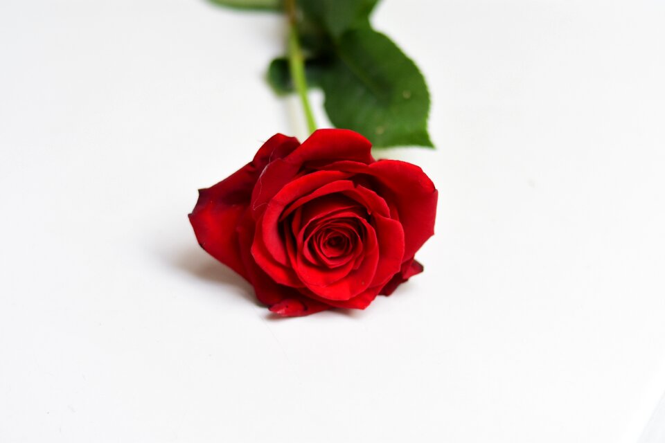 Flower petal love