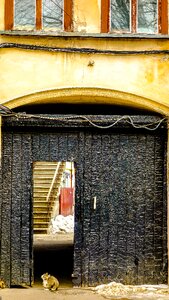 Cat door window