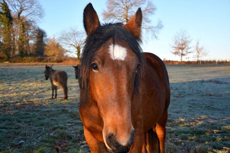 Filibert horse head mane
