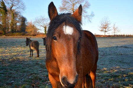 Filibert horse head mane photo